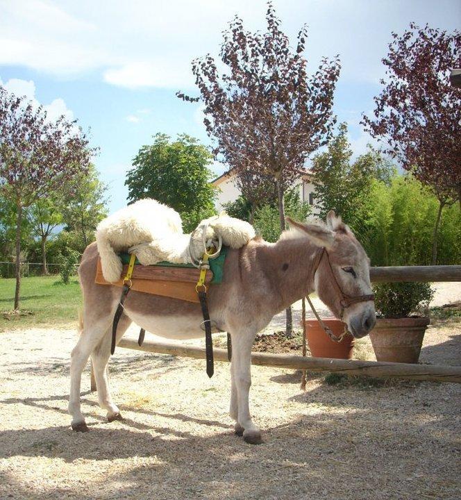 Locanda Dell'Asino D'Oro Villa Sulmona Kültér fotó